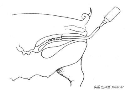 母猪输精详细操作流程,母猪输精基本操作流程