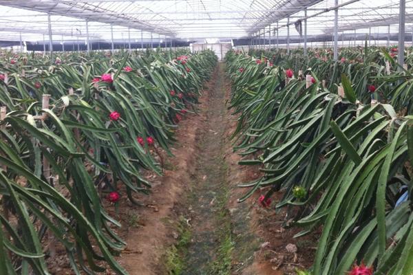 火龙果苗的种植方法,火龙果插杆种植方法