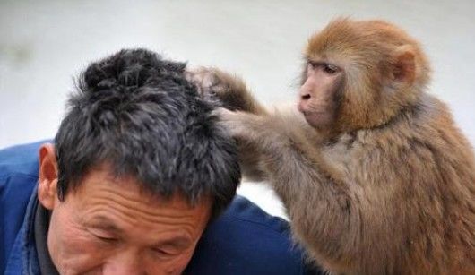 现在人虱子灭绝了吗,几十年前的农村几乎身上都有虱子