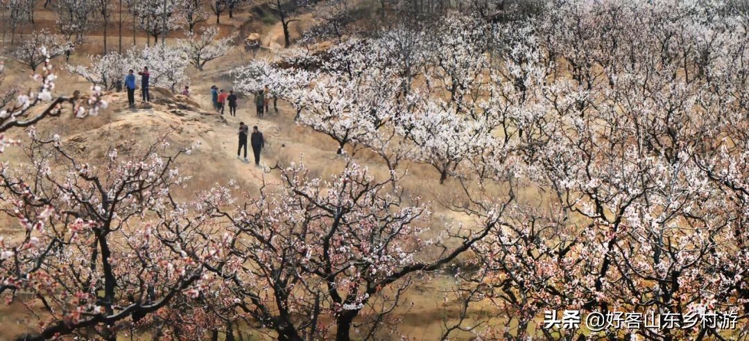 济南春季赏花自驾,济南踏青赏花新模式