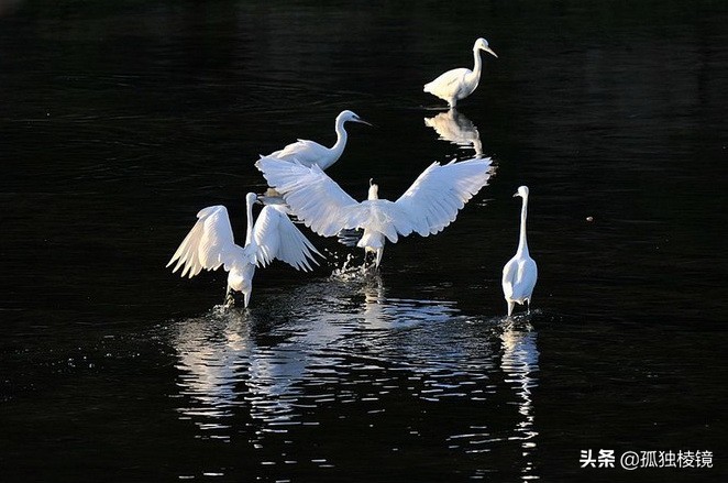 白鹭拍摄测光曝光技巧,白鹭的拍照技术