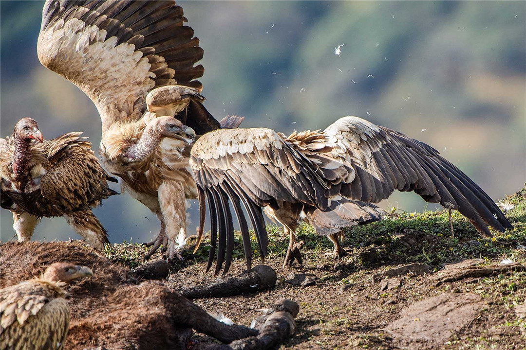 青海泽库公路现高山秃鹫，形象凶狠声誉差，却对伴侣忠贞不二
