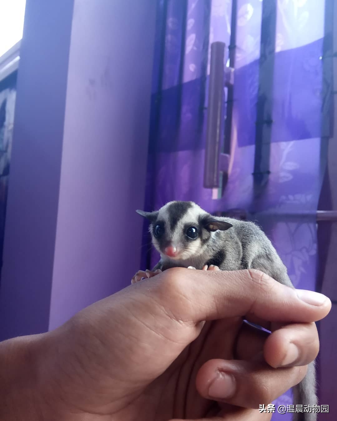 蜜袋鼯喊你陪它玩怎么办,让蜜袋鼯自己玩它会无聊吗