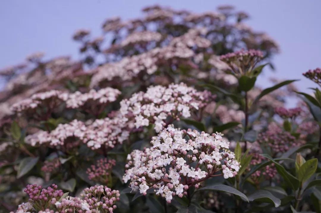 建一座完全不打药的生态花园,所有生命在这里和谐共处,值得收藏