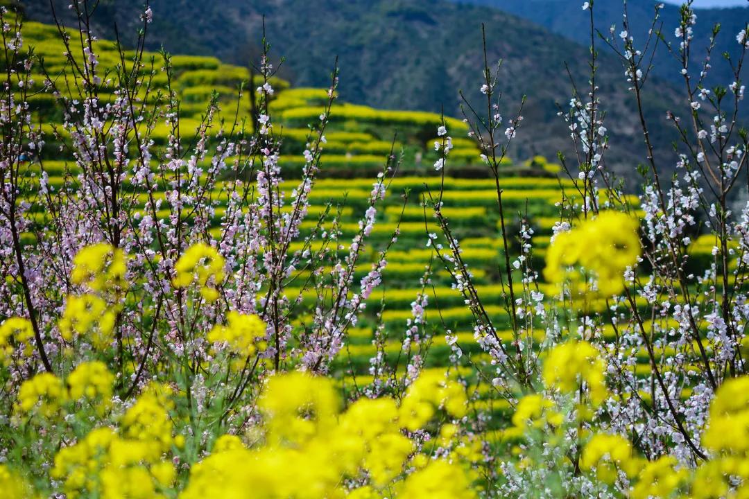 鑺辨湞鑺傝姳浠欏瓙,鑺辨湞鑺傝姳浠欏瓙宸℃父