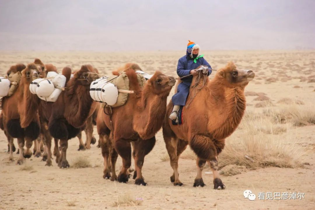 戈壁红驼，乌拉特草原上的珍珠