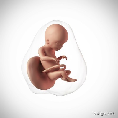 怀孕5个月的胎宝宝长什么样,5个月准妈妈体型