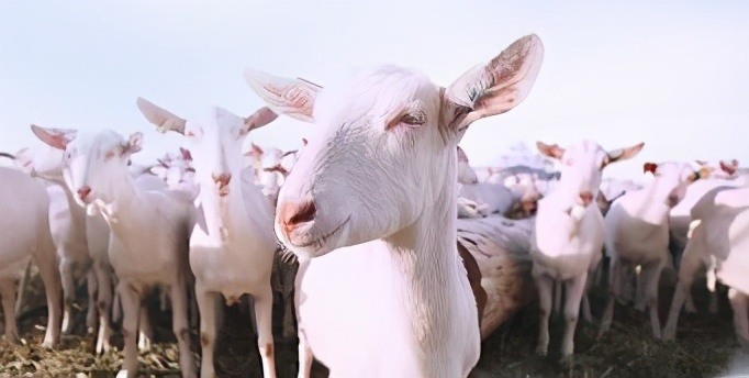 羊奶粉的功效是什么呢,羊奶粉的功效是什么