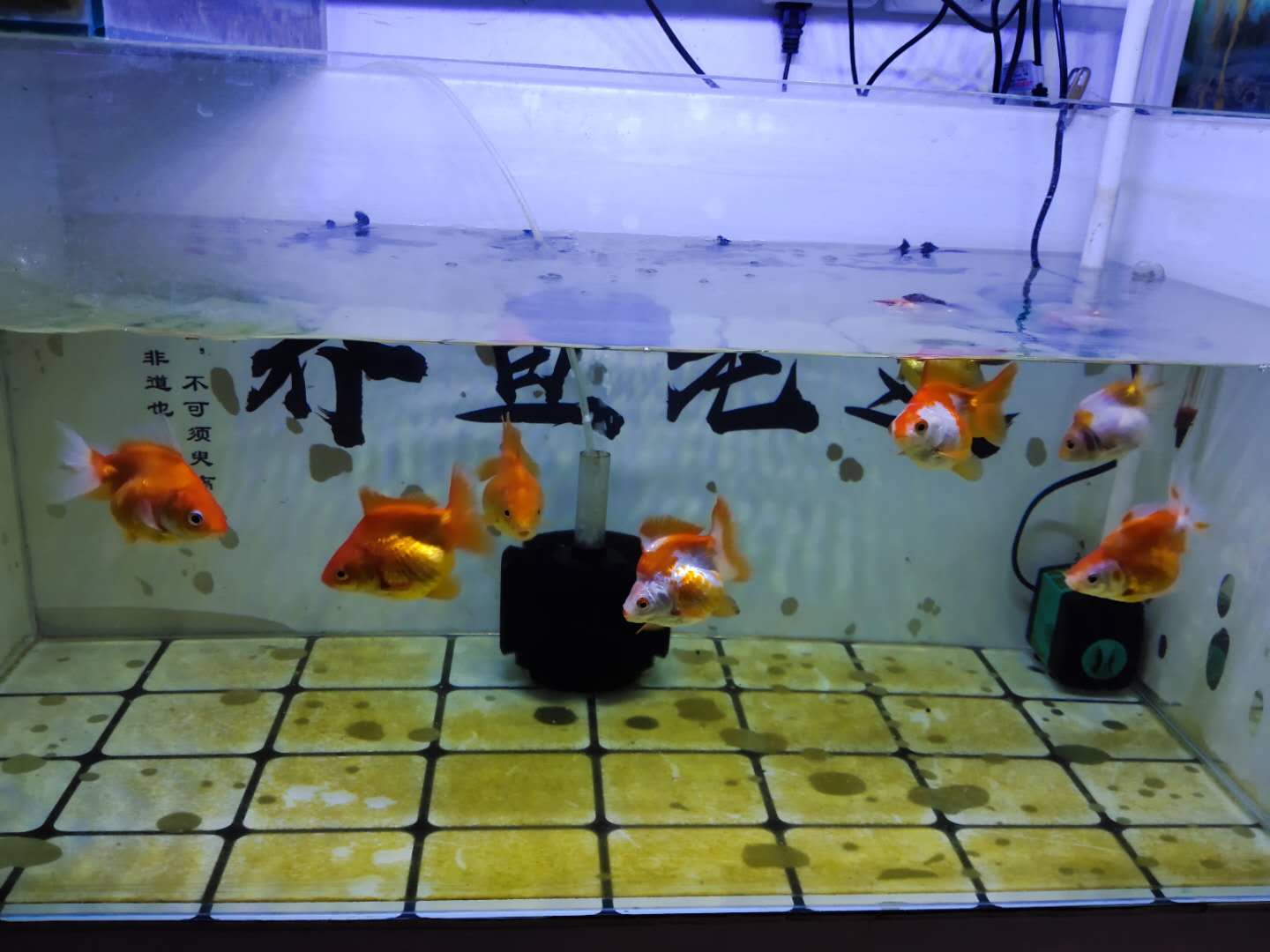 没有过滤的鱼缸怎么除绿藻,鱼缸底部过滤大全详解