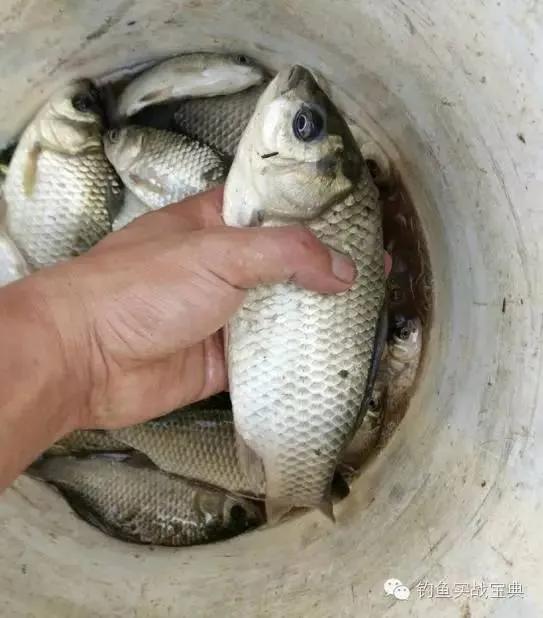 深圳南澳野钓免费最佳地点,深圳光明附近哪里可以野钓