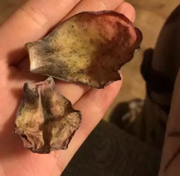 多肉叶子上有黑斑叶子一碰就掉,多肉红梅叶子上有黑点是怎么回事