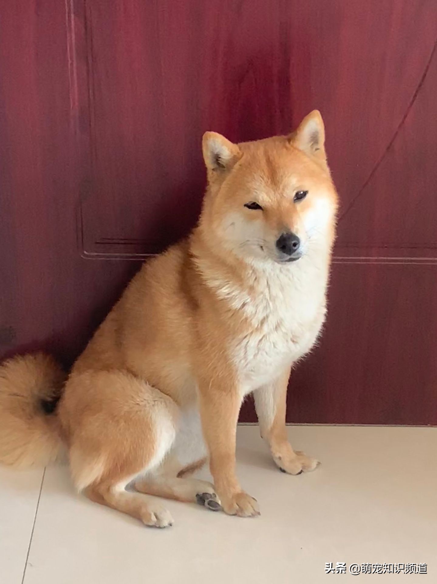 能不能给宠物狗剪毛呢,给宠物剪毛怎么让狗不乱动