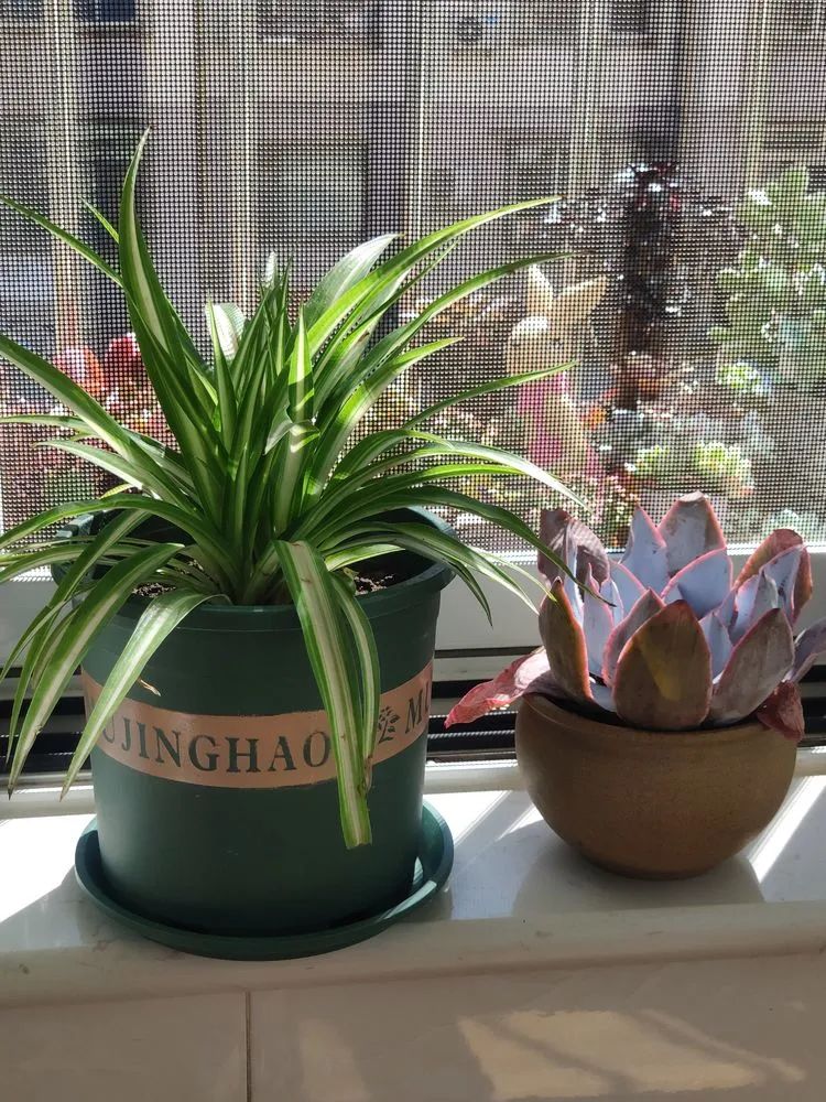 每一棵多肉都承载了一段时光,每一棵多肉都是独一无二