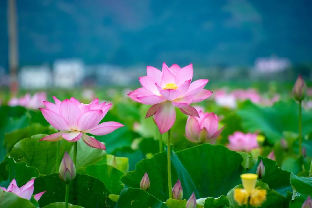 说秋道冬话永胜，气候多样人宜居