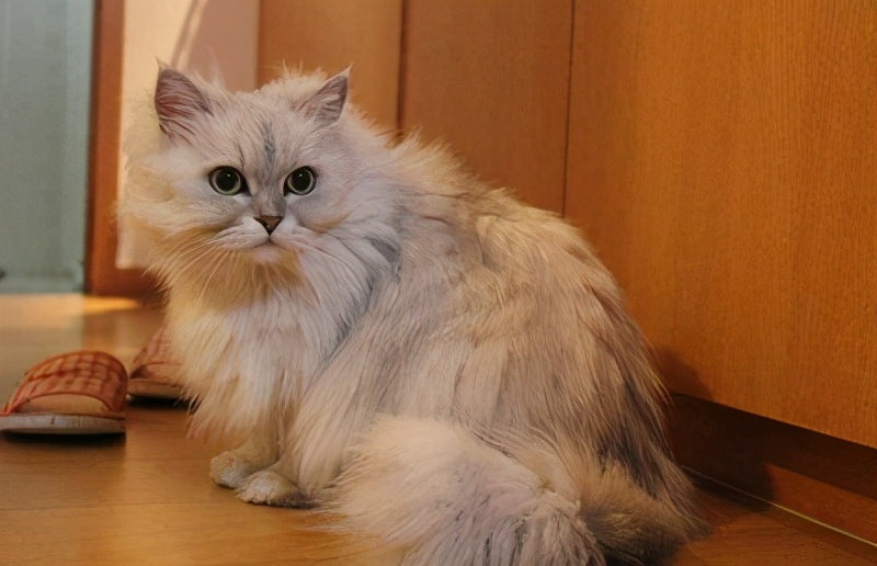 金吉拉猫拉肚子吐毛球,金吉拉拉稀什么病