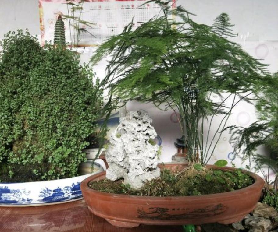文竹过冬有“窍门”,搬动一下花盆,再照着“四步”做,旺盛