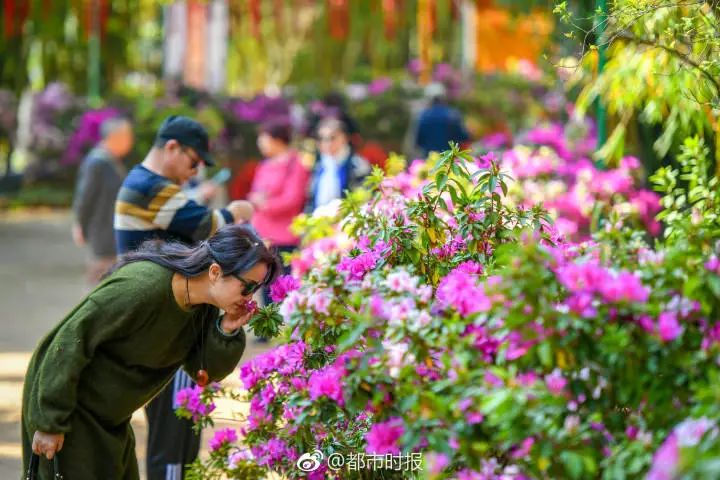 被大理丽江掩盖风头又怎样？它才是云南No.1！5月它太美了