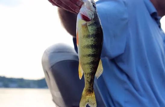 保食品安全,保春耕护粮安农资企业在行动