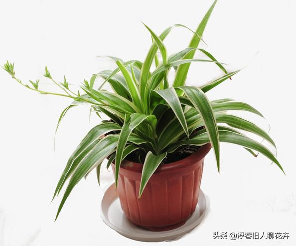 吊兰长的爆盆能直接全剪掉吗,吊兰怎么养才能长出小吊兰图片