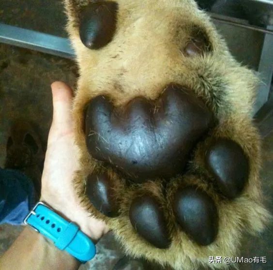 这套喵肉球vs口红色号匹配大全送你了！拿走不谢！