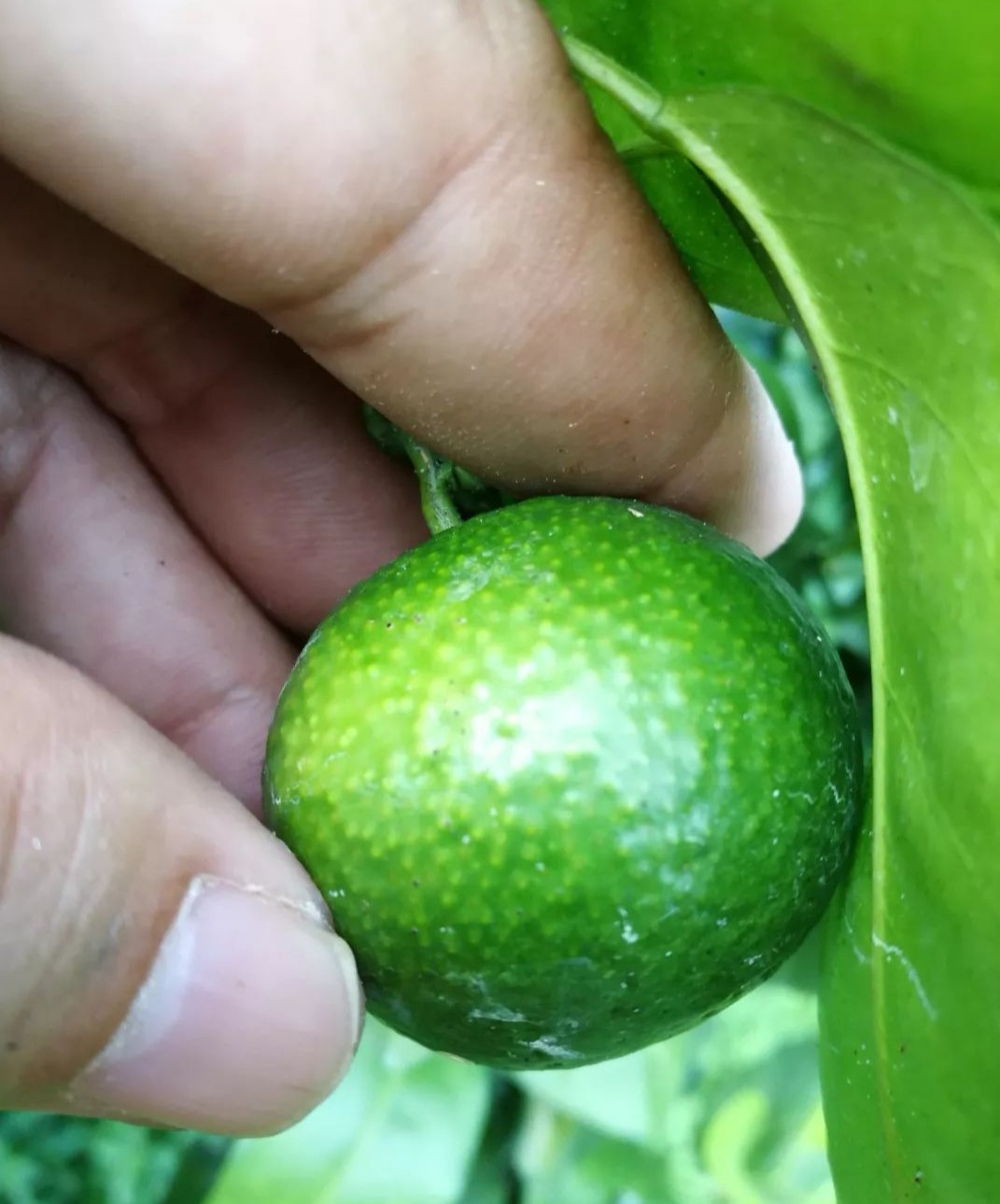 柑桔砂皮病哪个时间最易爆发,柑橘表皮有疙瘩怎么治疗