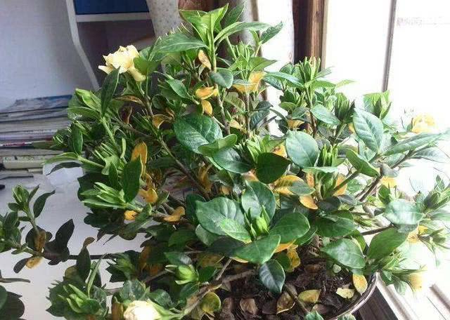 养花有黄叶子怎么办,养花的土壤偏碱怎么办好