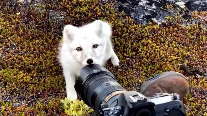 摄影师遇到白狐狸,摄影师遇见小白狐