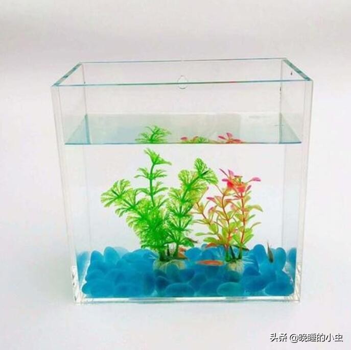 新手养鱼怎样选择鱼缸,新手养鱼怎样选择小鱼缸