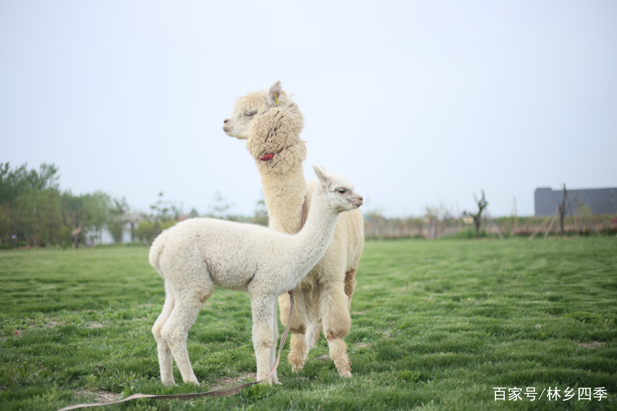 把羊驼带出去遛弯是怎样的体验,林乡四季羊驼