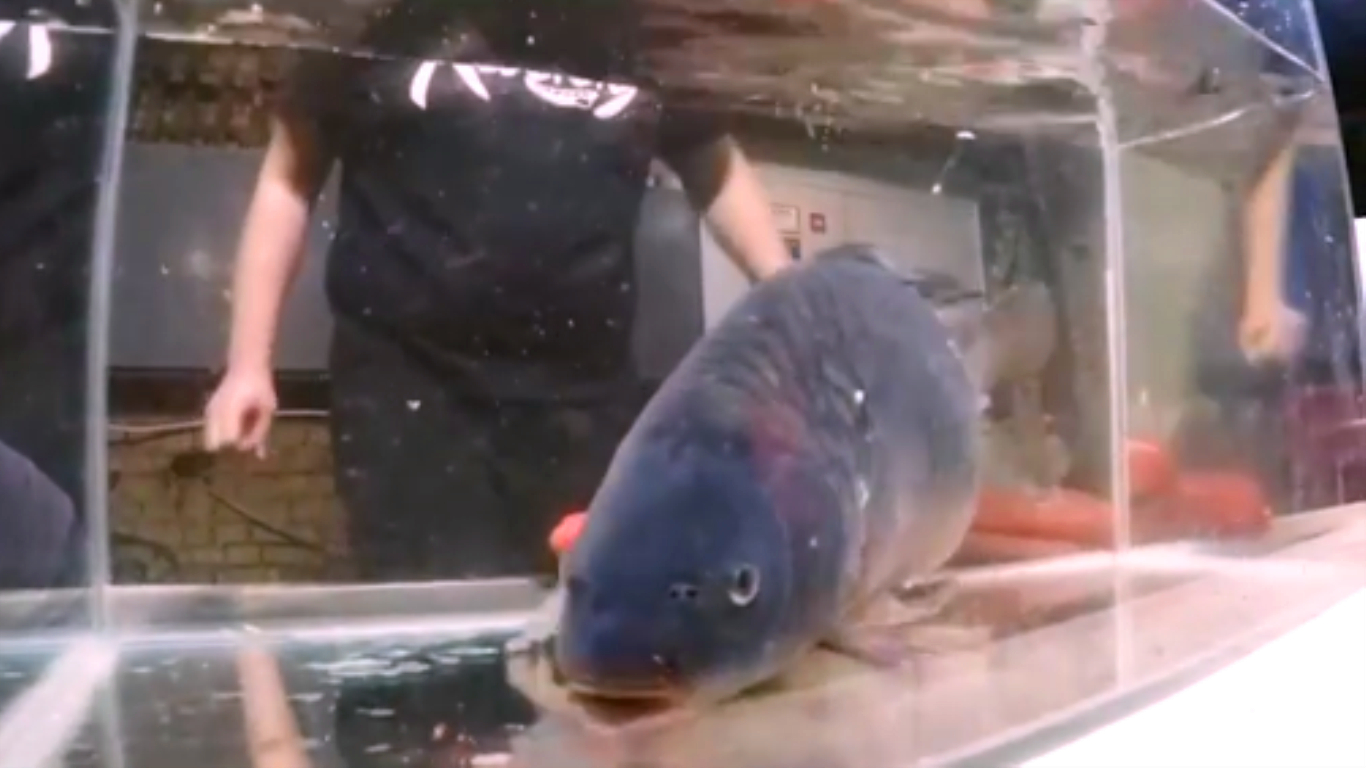 被冻的鱼还能活吗,液氮里冻僵怎么治疗