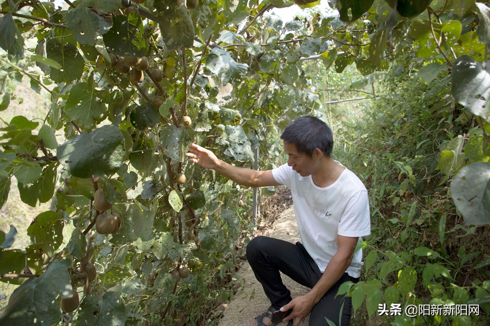 阳新县新闻,湖北鄂州阳新新闻