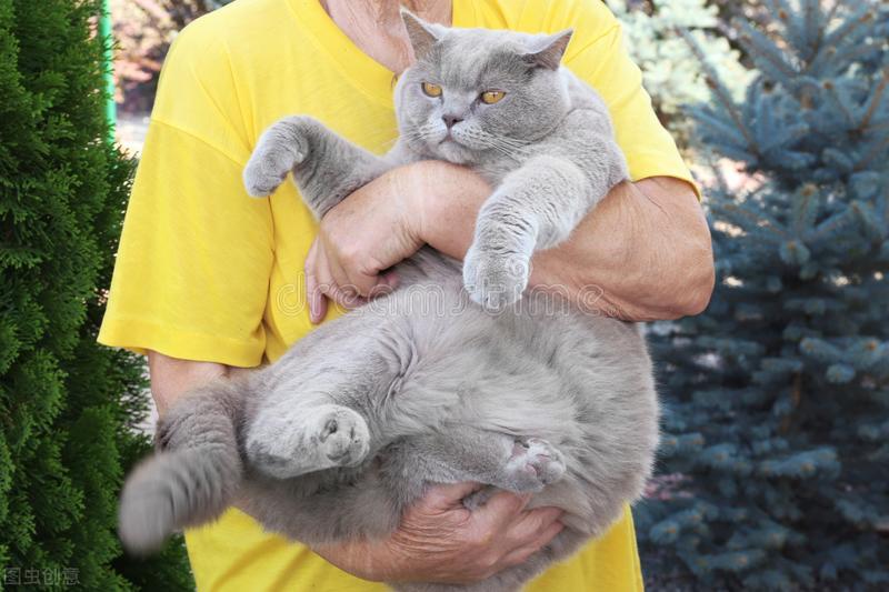 铲屎官帮猫咪减肥的方法,铲屎官说猫该减肥了