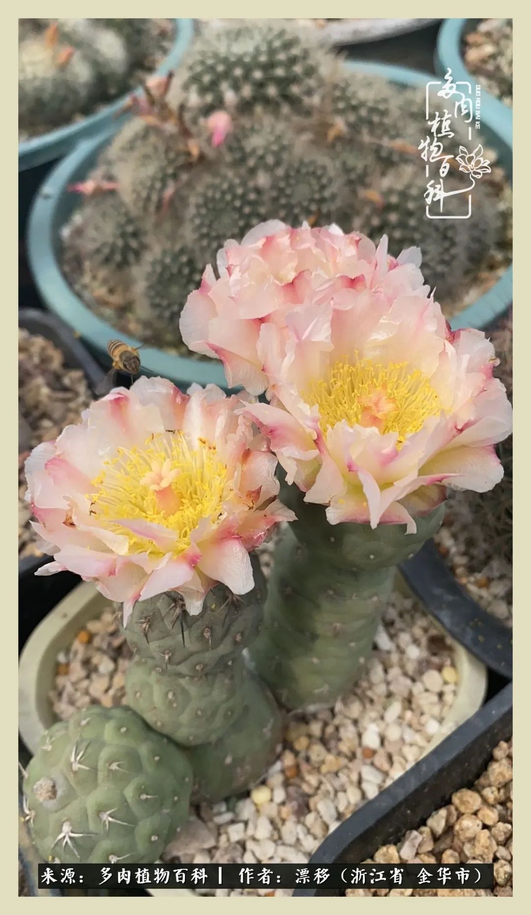 仙人球开花并散发着香味,仙人球花盛开吐露芬芳