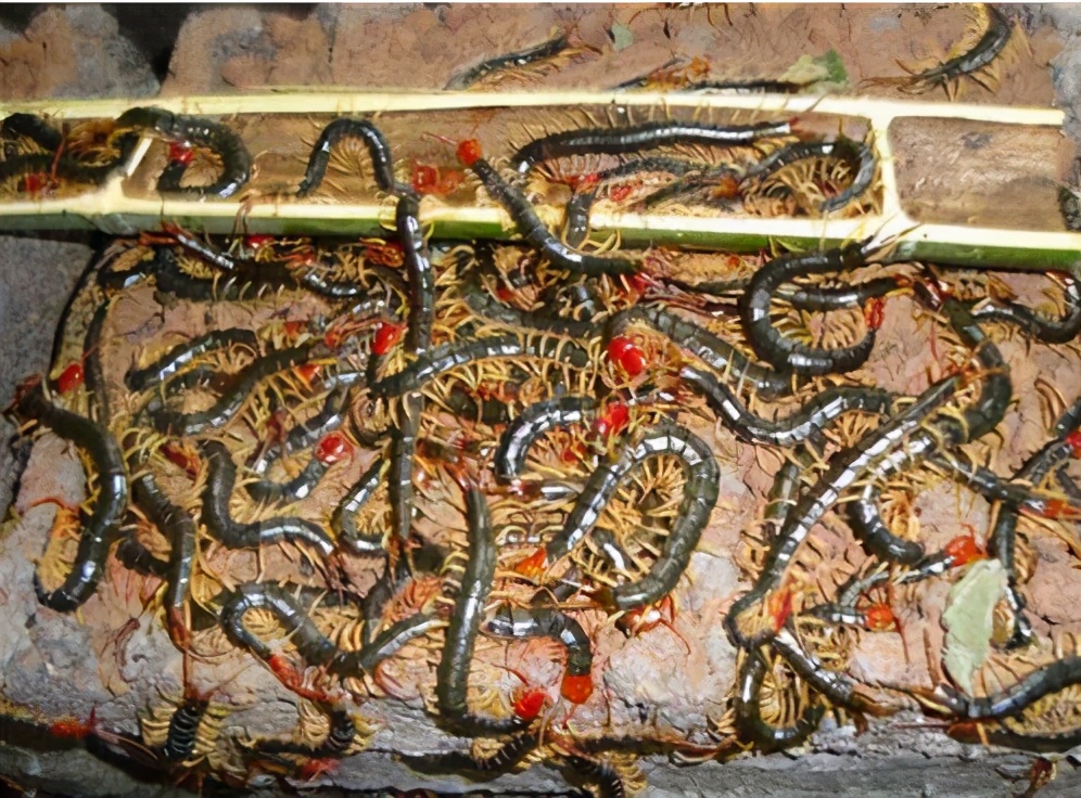 想搞养殖用什么手续,想搞养殖养什么赚钱