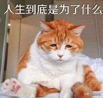 猫咪乱尿怎么办4招教你轻松解决,猫咪在衣服上乱尿是什么原因