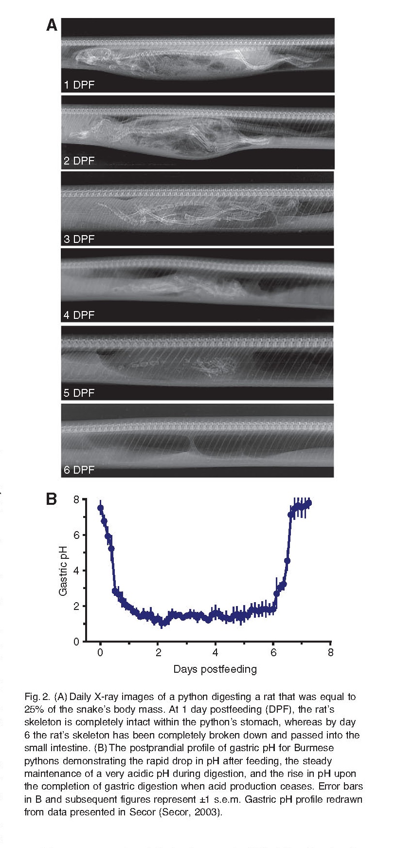 4米巨蟒吞袋鼠,巨蟒吞羊过程