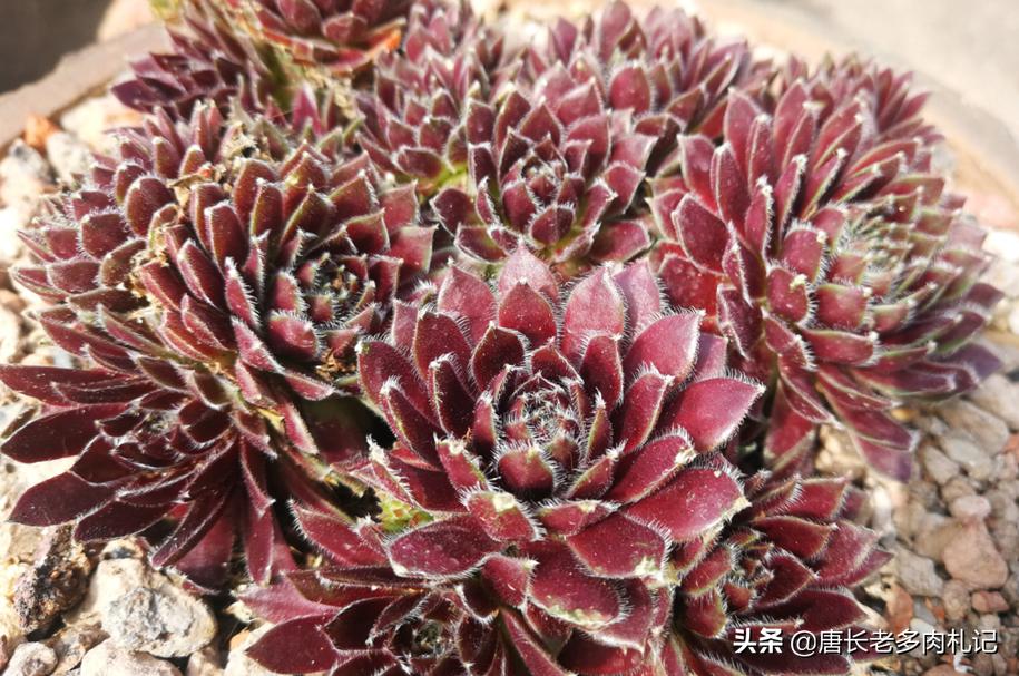 观音莲等长生草多肉开花会死，施肥也没有用，只能这样处理才行