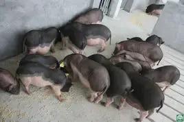 各个省份的国宝,广东十大国宝