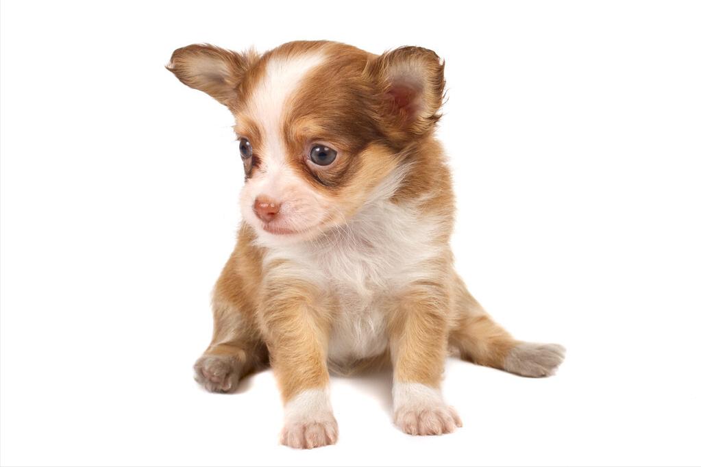 细小病毒什么症状怎么治疗,犬细小病毒症状排黄色粘液