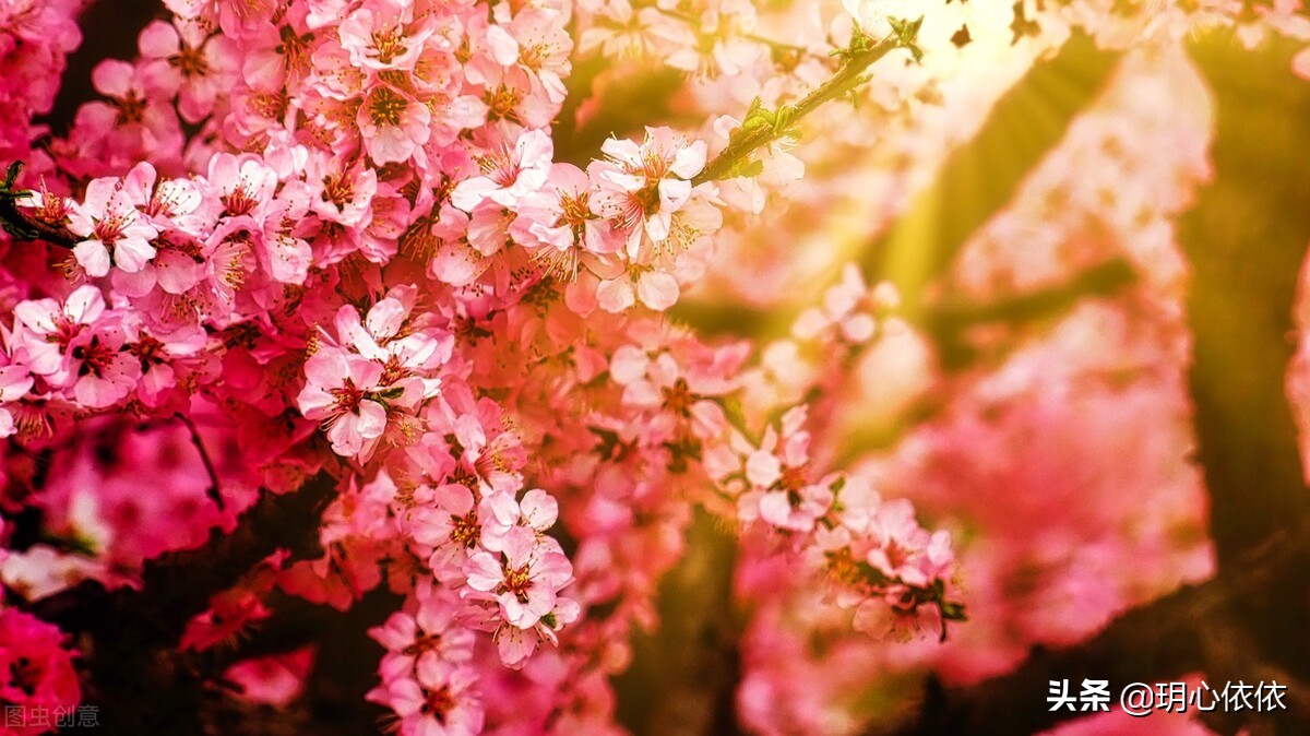 梦中小屋的安妮正版,梦中小屋的安妮书籍