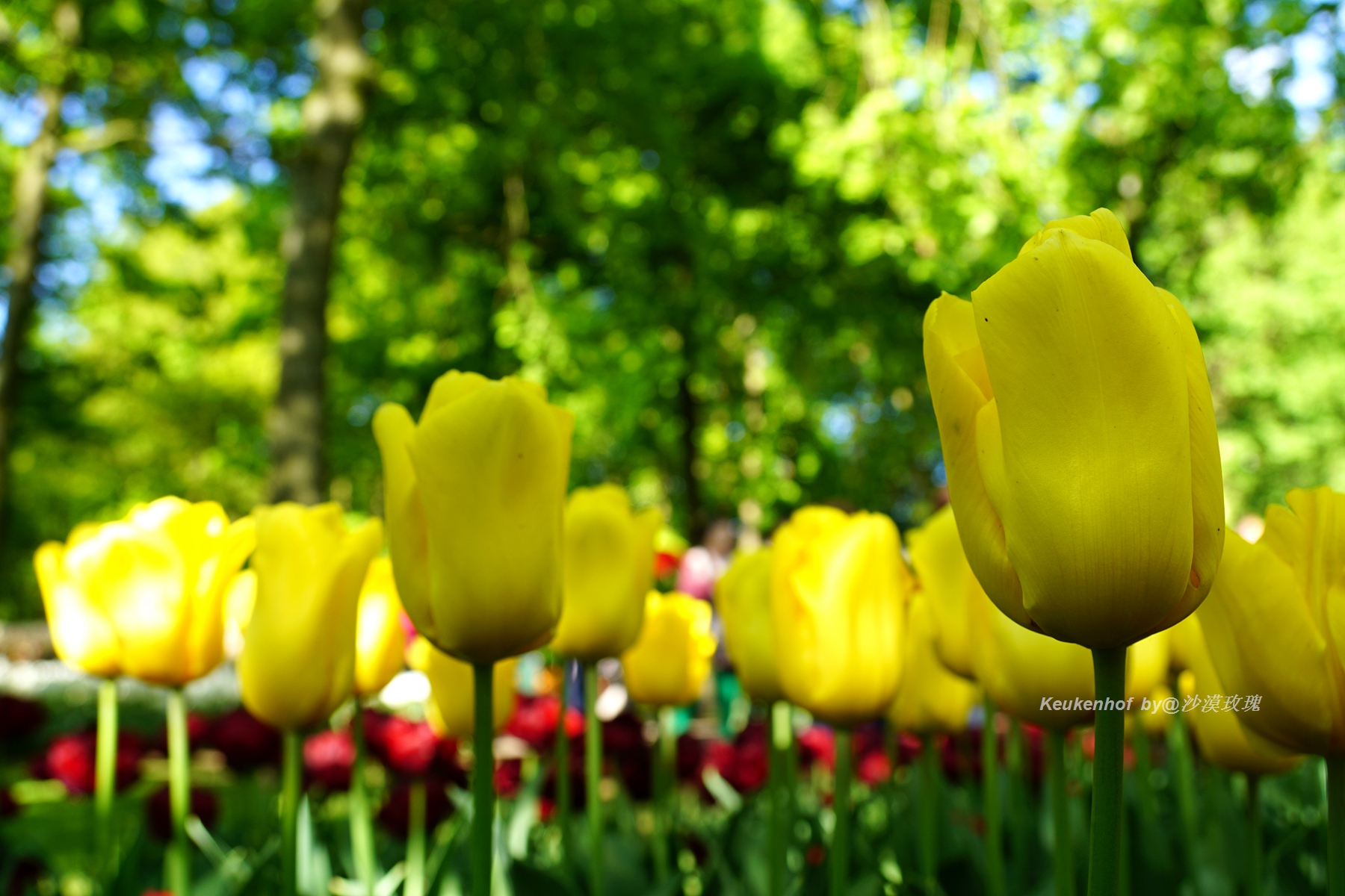 带你观赏荷兰郁金香,荷兰郁金香花海什么时候开