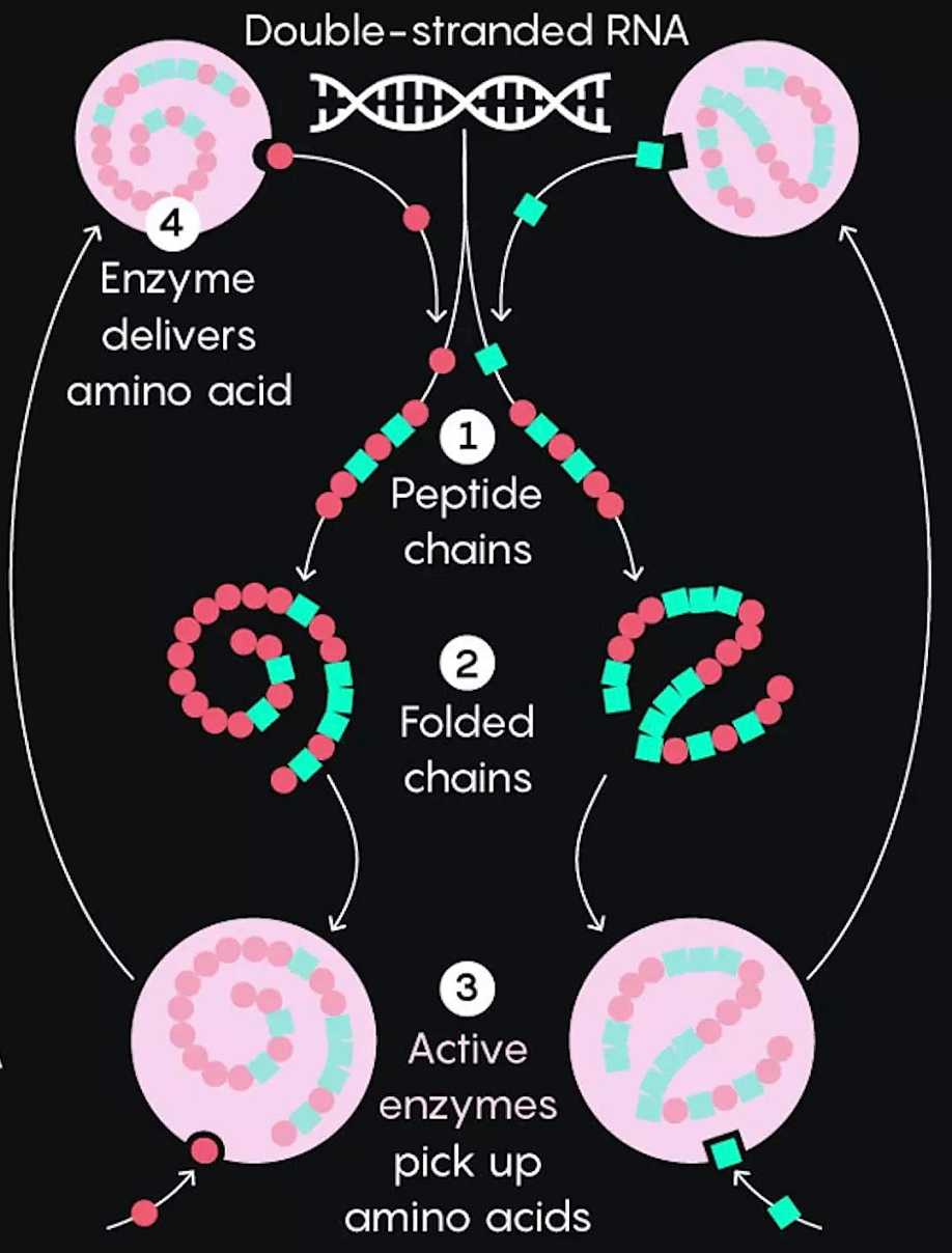 一口气搞懂生命起源