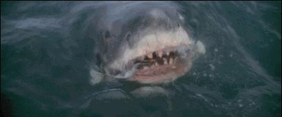 鱼翅的营养甚至不如鸡蛋，那吃它的人到底在吃啥？（菲李漫画）