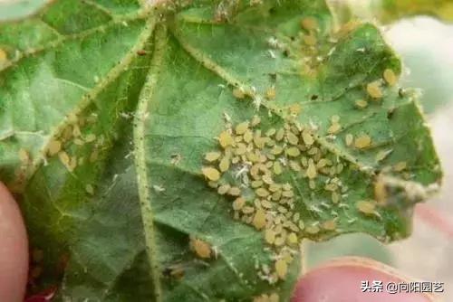 花盆底部的地虱虫怎么杀灭,花盆里有鼠妇虫怎么处理