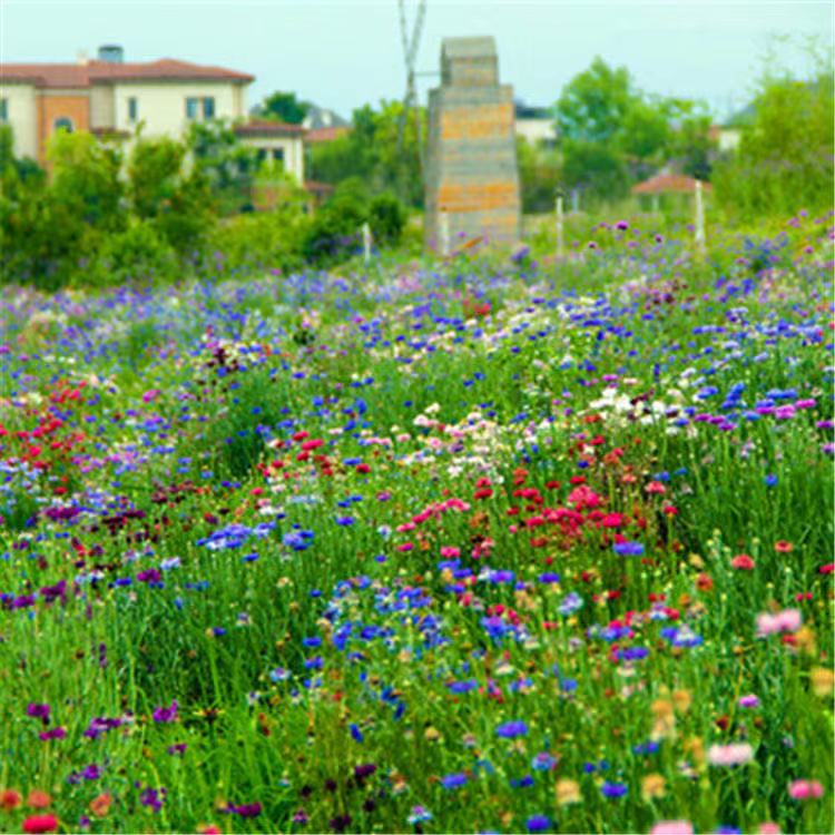 “论斤卖”的10种花卉种子，花海都种它，“靠天吃饭”就能活