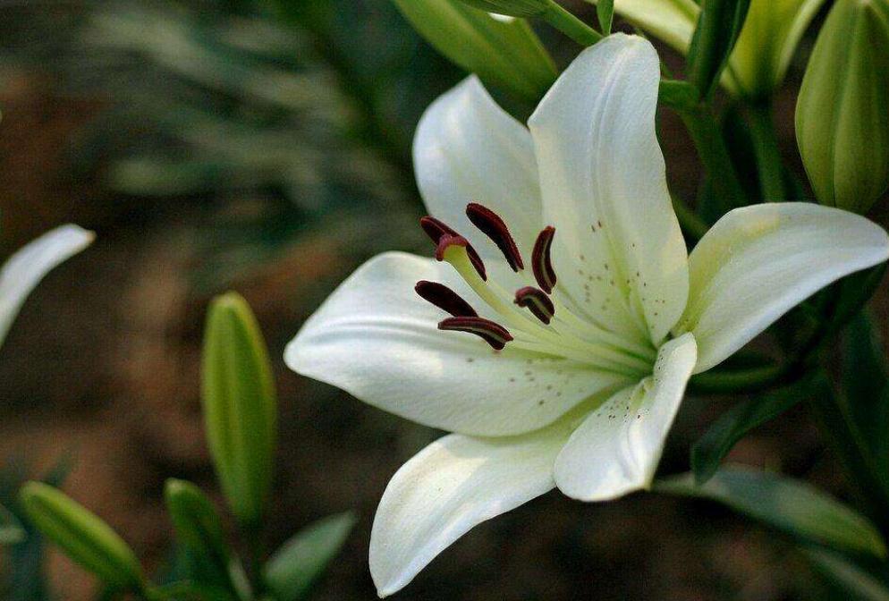 百合花有点枯萎要怎样养护,百合花栽得太密了怎么办