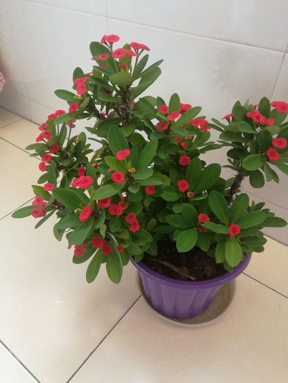 开花机器金铃花,开花机器蔷薇品种