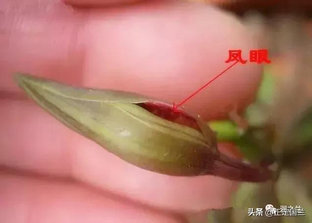 兰花知识大全100种,兰花鉴赏术语100条