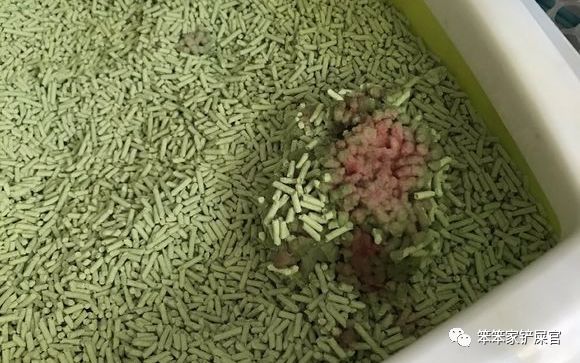 猫咪尿血怎么处理最好,猫咪尿血怎么治疗好得快