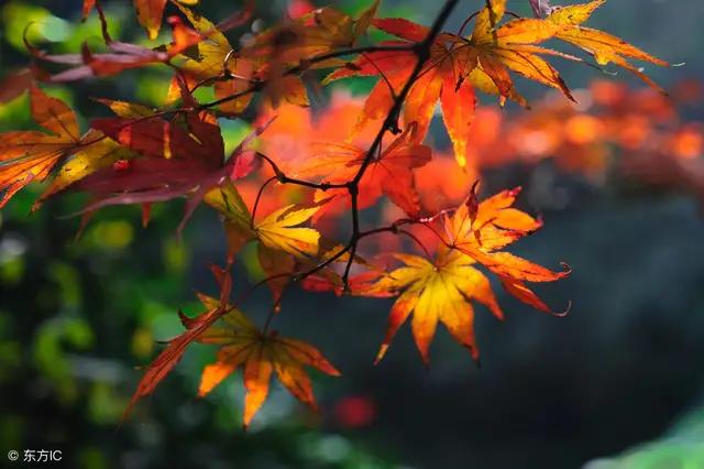 绿叶在光下制造有机物实验示意图,绿叶在光下制造有机物的实验报告